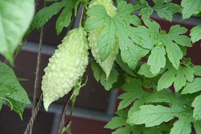 IMG_5781.jpg